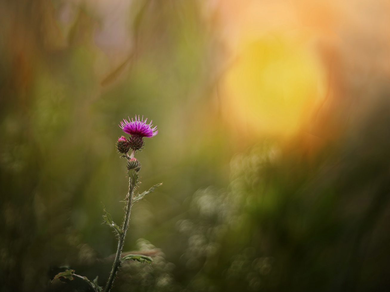 photo "***" tags: macro and close-up, 