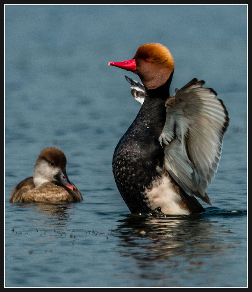 photo "Red Crested Pochard" tags: nature, Red Crested Pochard, Wildlife, duck