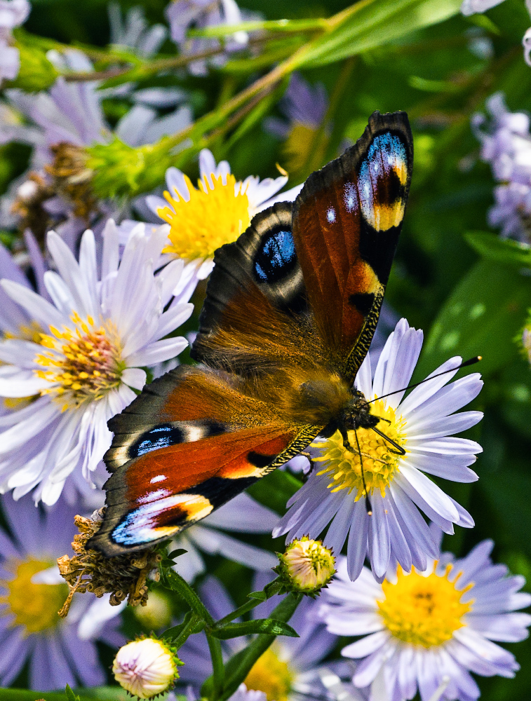 photo "Воспаминания о лете" tags: macro and close-up, nature, 