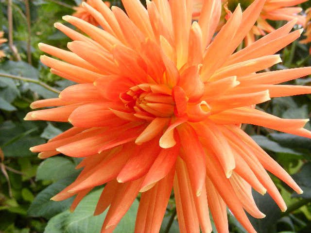photo "Summer" tags: nature, 
