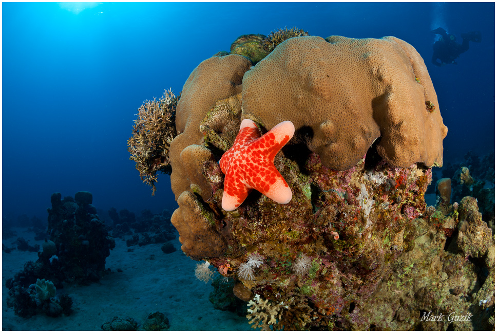 photo "In search of stars" tags: underwater, 