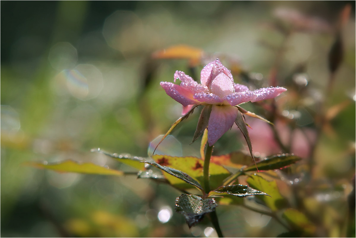 фото "Роняя слезинки, отцветала роза.." метки: макро и крупный план, природа, фрагмент, 