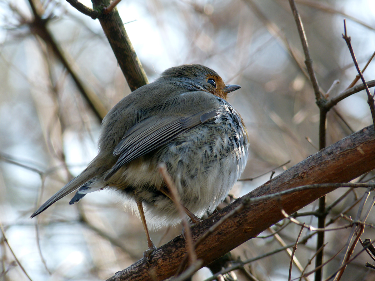 photo "***" tags: macro and close-up, wild animals