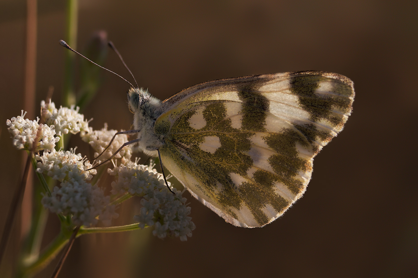 photo "***" tags: macro and close-up, nature, butterfly, Белянка