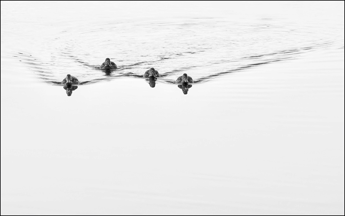 photo "duck flotilla" tags: misc., nature, black&white, 