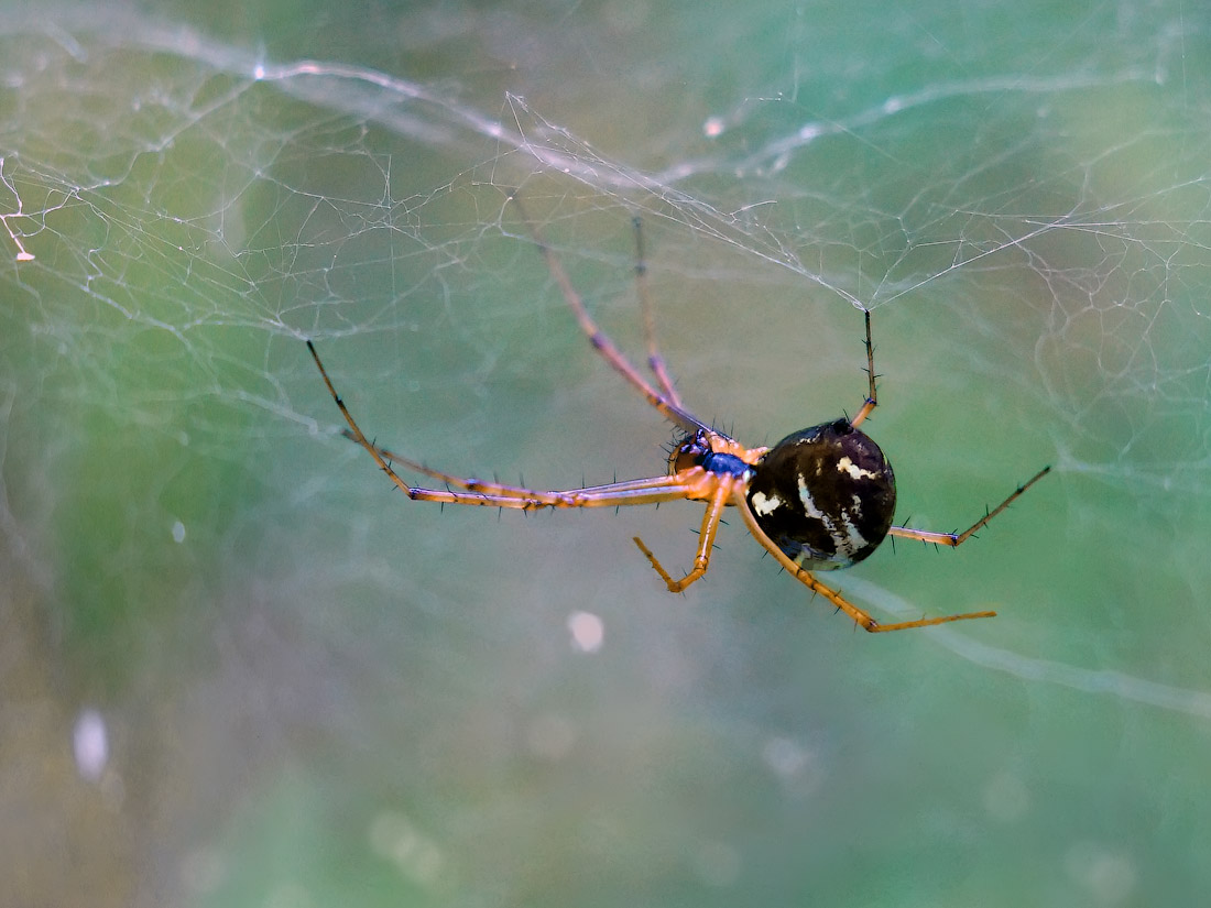 photo "repairs" tags: macro and close-up, nature, spider, макро