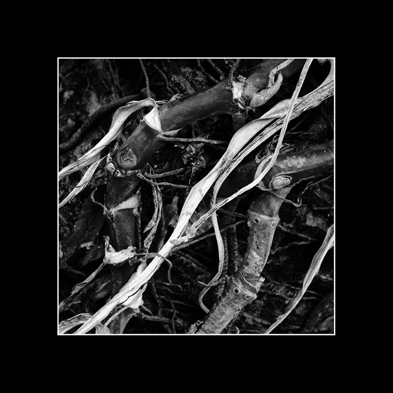 photo "***" tags: black&white, nature, fragment, 