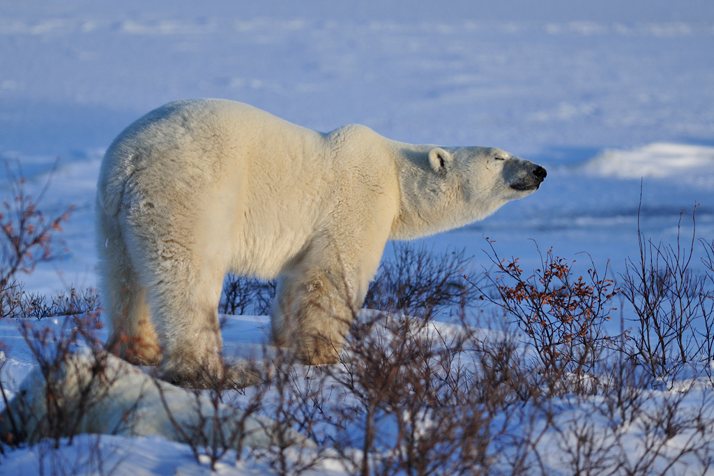 фото "Polar bear" метки: природа, путешествия, 