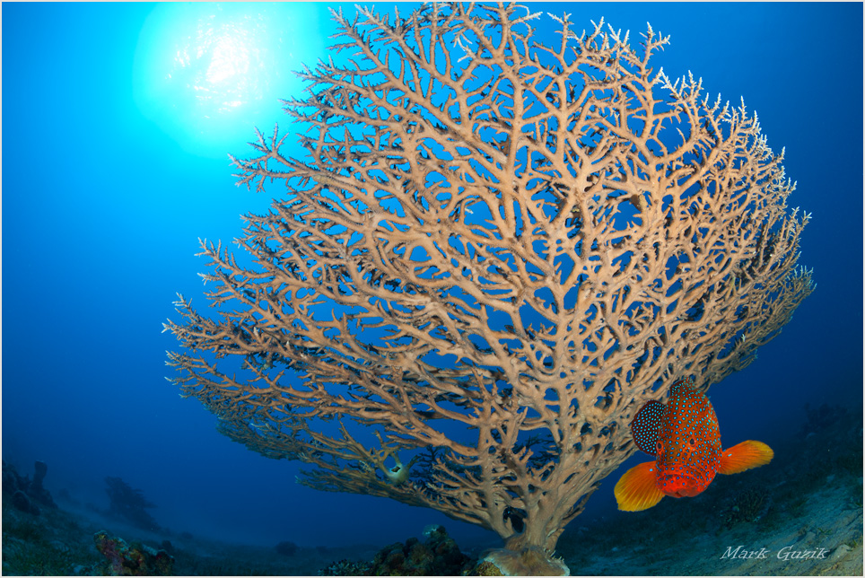 photo "Lady with a Fan" tags: underwater, 