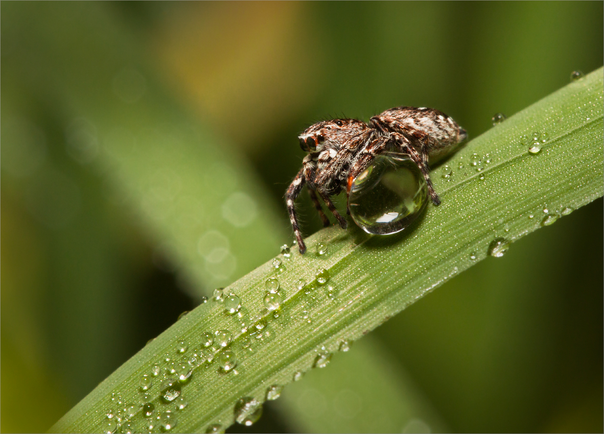 photo "***" tags: macro and close-up, 