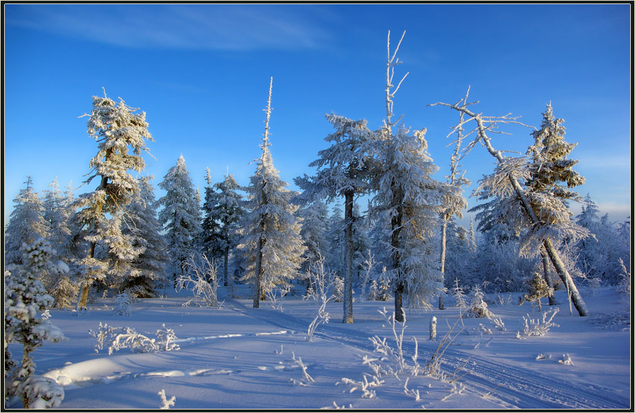 фото "Морозный день" метки: пейзаж, Якутия, зима, мороз, тайга