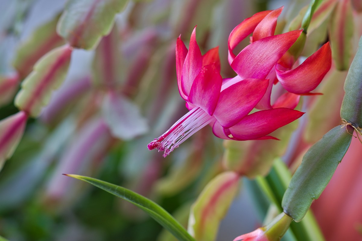 photo "***" tags: macro and close-up, 