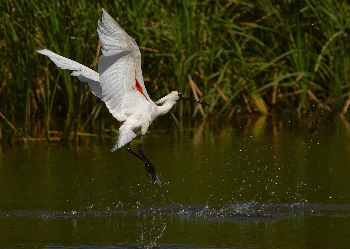 photo "Royal Spoonbill" tags: , 