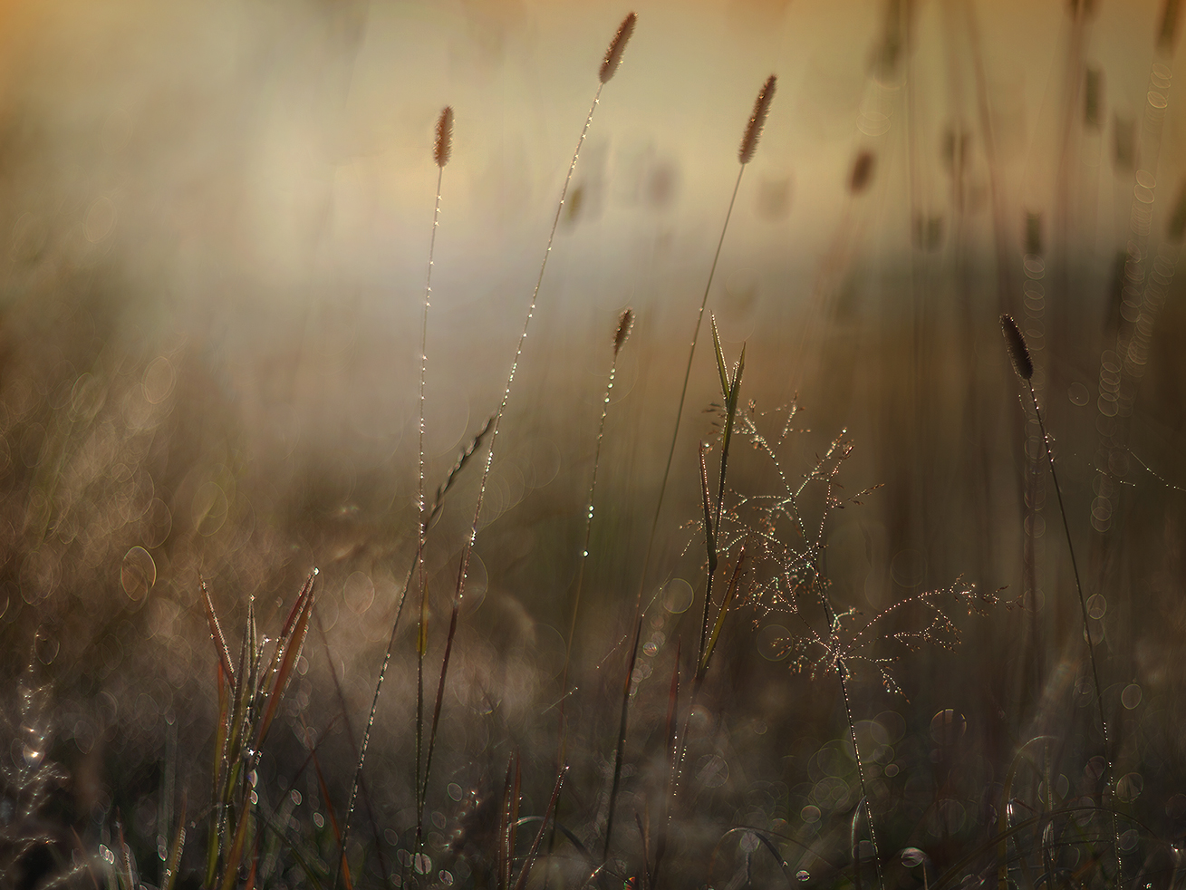 photo "***" tags: macro and close-up, nature, morning, sun, Гелиос 40-2 85 mm f/ 1.5, колоски, роса, травинки