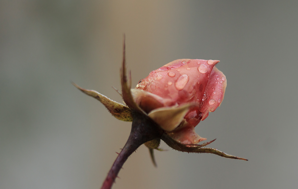 photo "***" tags: macro and close-up, nature, rose, капли