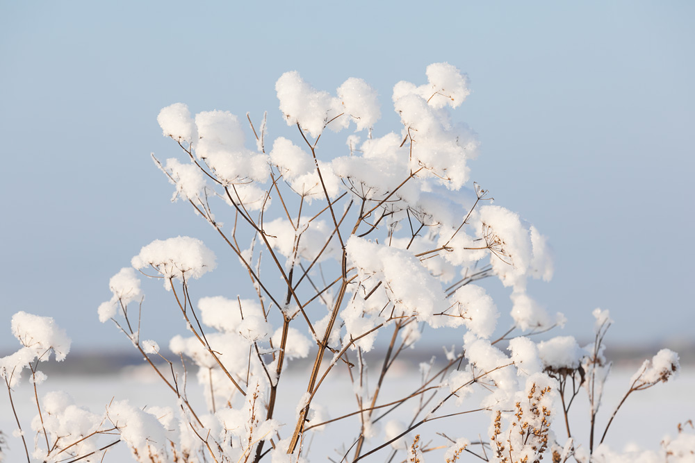 photo "Snowy cotton" tags: nature, macro and close-up, 