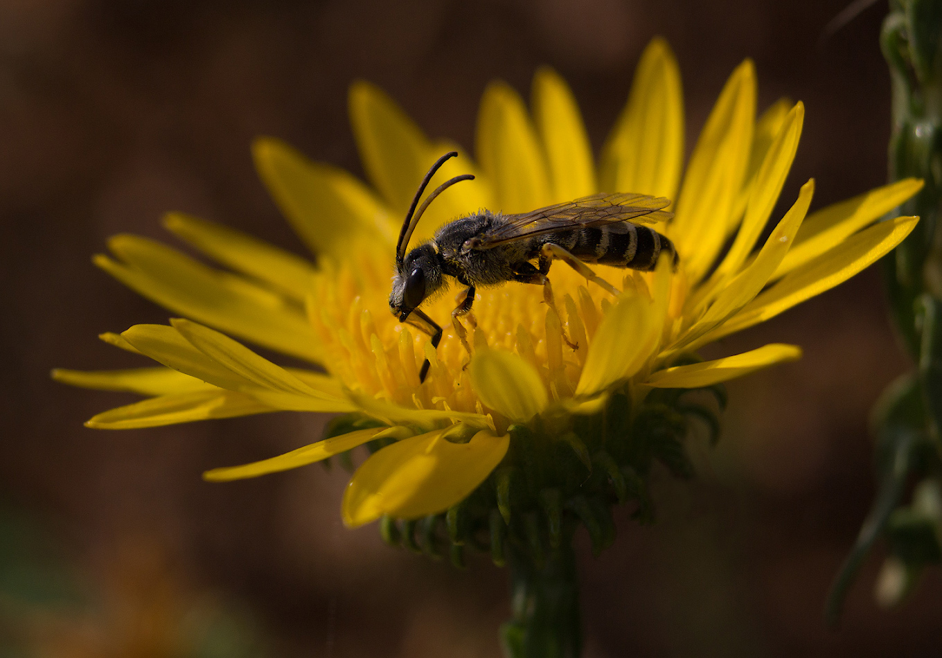 photo "***" tags: macro and close-up, nature, Halictus, пчела