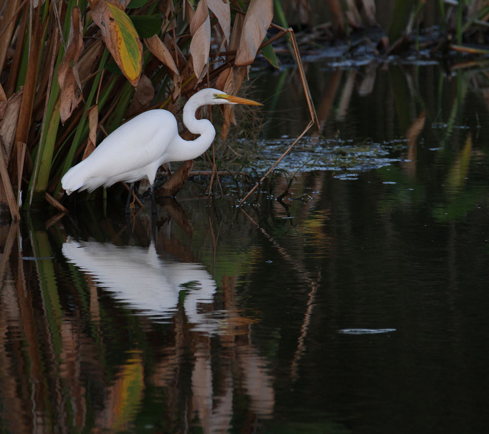 photo "The hunter" tags: nature, 