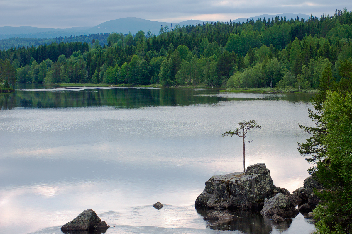 photo "***" tags: travel, landscape, forest, lake, сосна