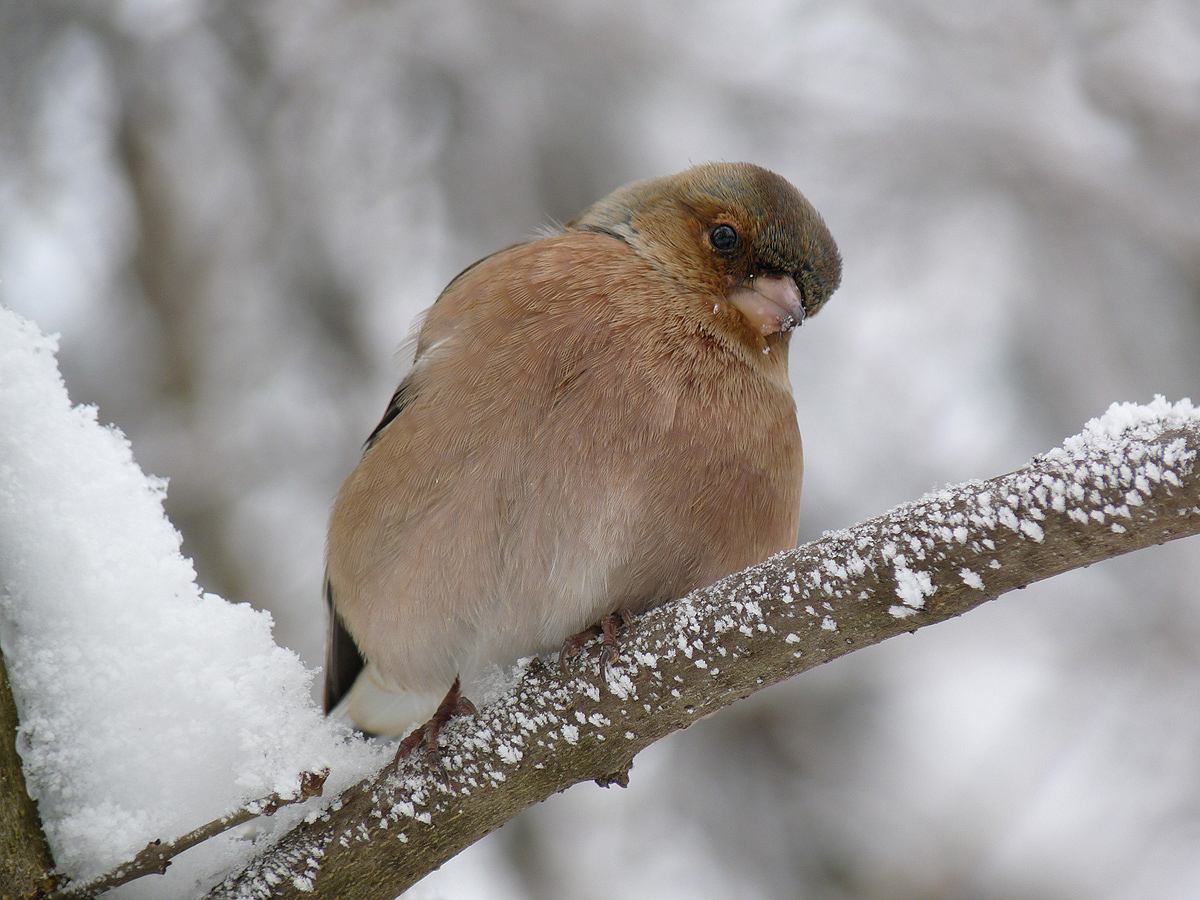 photo "***" tags: macro and close-up, nature, wild animals