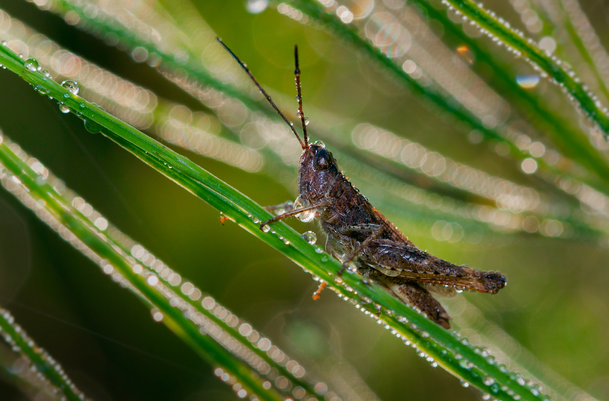 photo "***" tags: macro and close-up, 