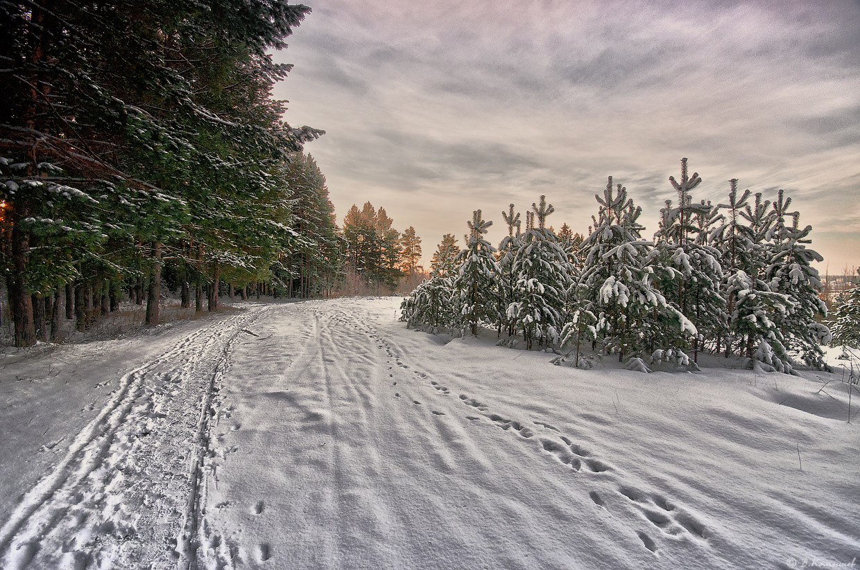 photo "***" tags: landscape, nature, forest, morning, snow, winter