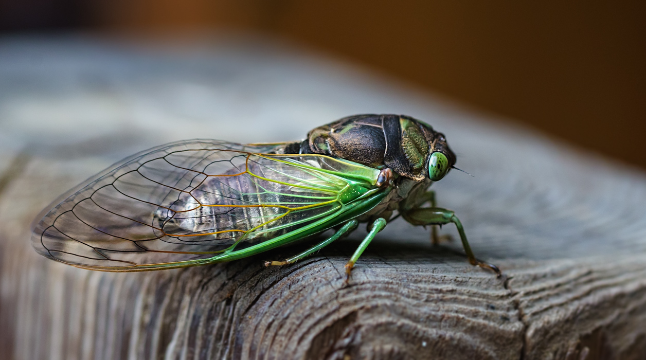 photo "Newborn" tags: macro and close-up, North America, insect, summer