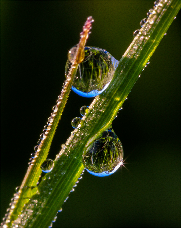 photo "***" tags: macro and close-up, 