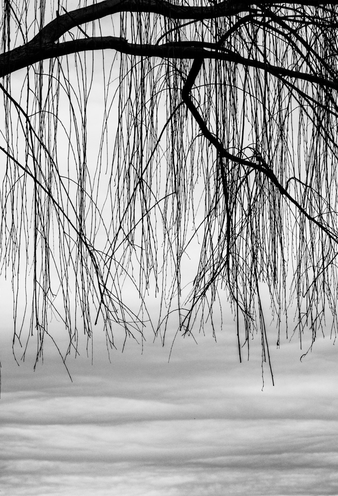 photo "Плакучая Ива, Зима" tags: landscape, black&white, fragment, Willow, ива