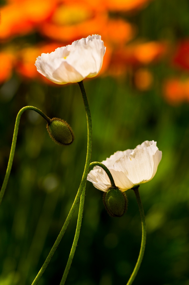 photo "***" tags: macro and close-up, 