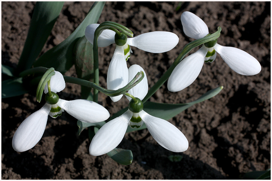 photo "***" tags: macro and close-up, flowers, macro, snowdrop, white