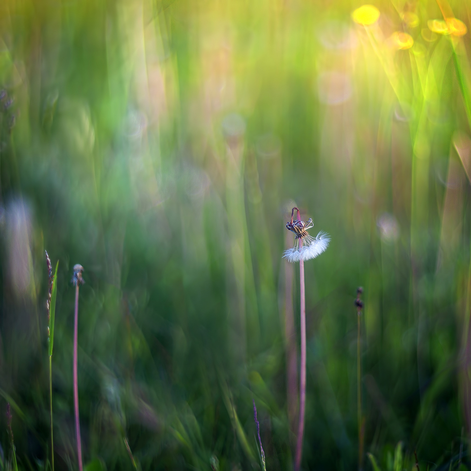 photo "***" tags: macro and close-up, nature, 