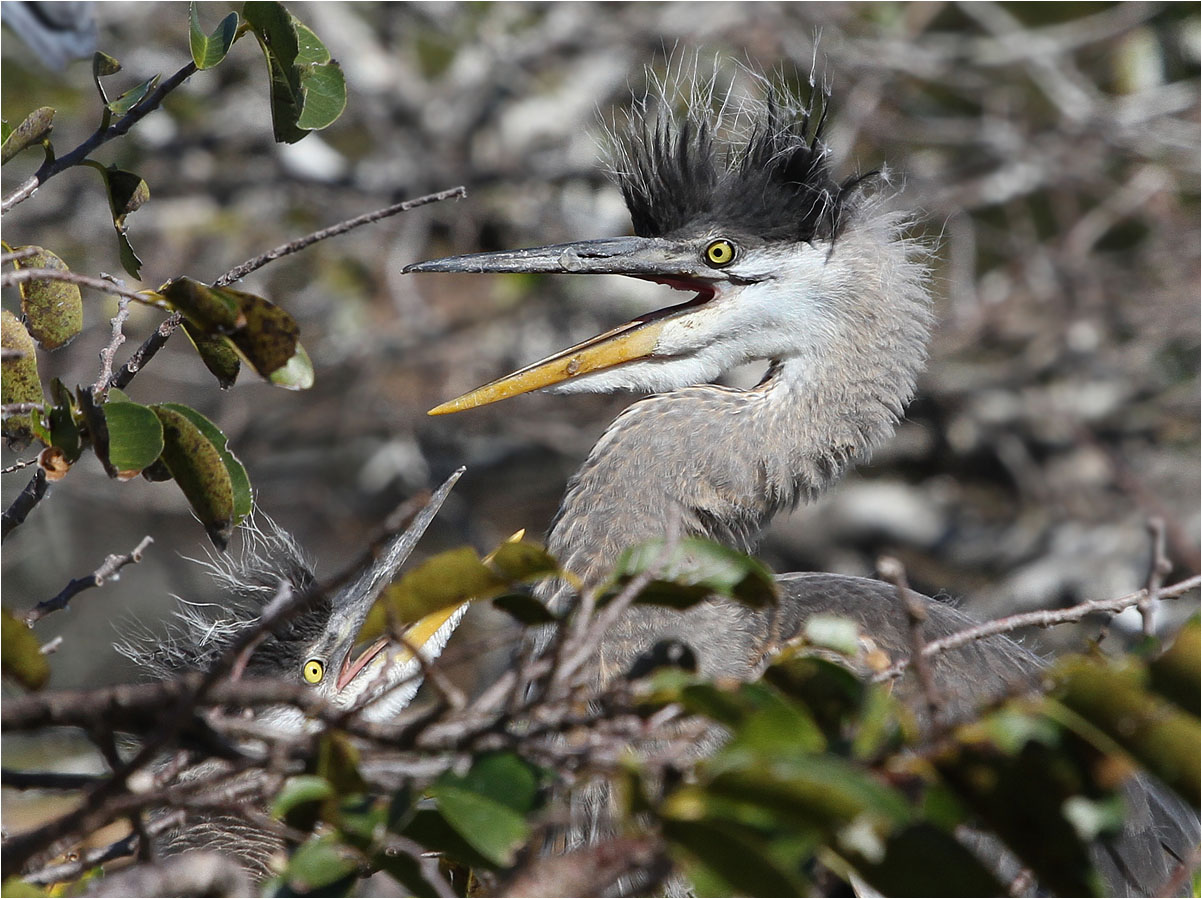 photo "Punks" tags: nature, wild animals