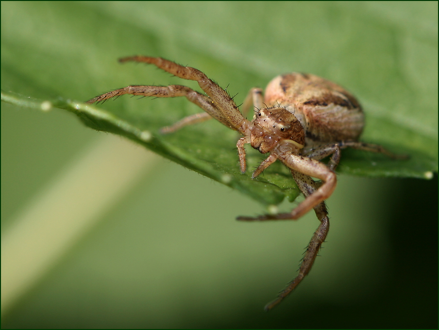 photo "Eight eyes and eight legs" tags: nature, macro and close-up, 