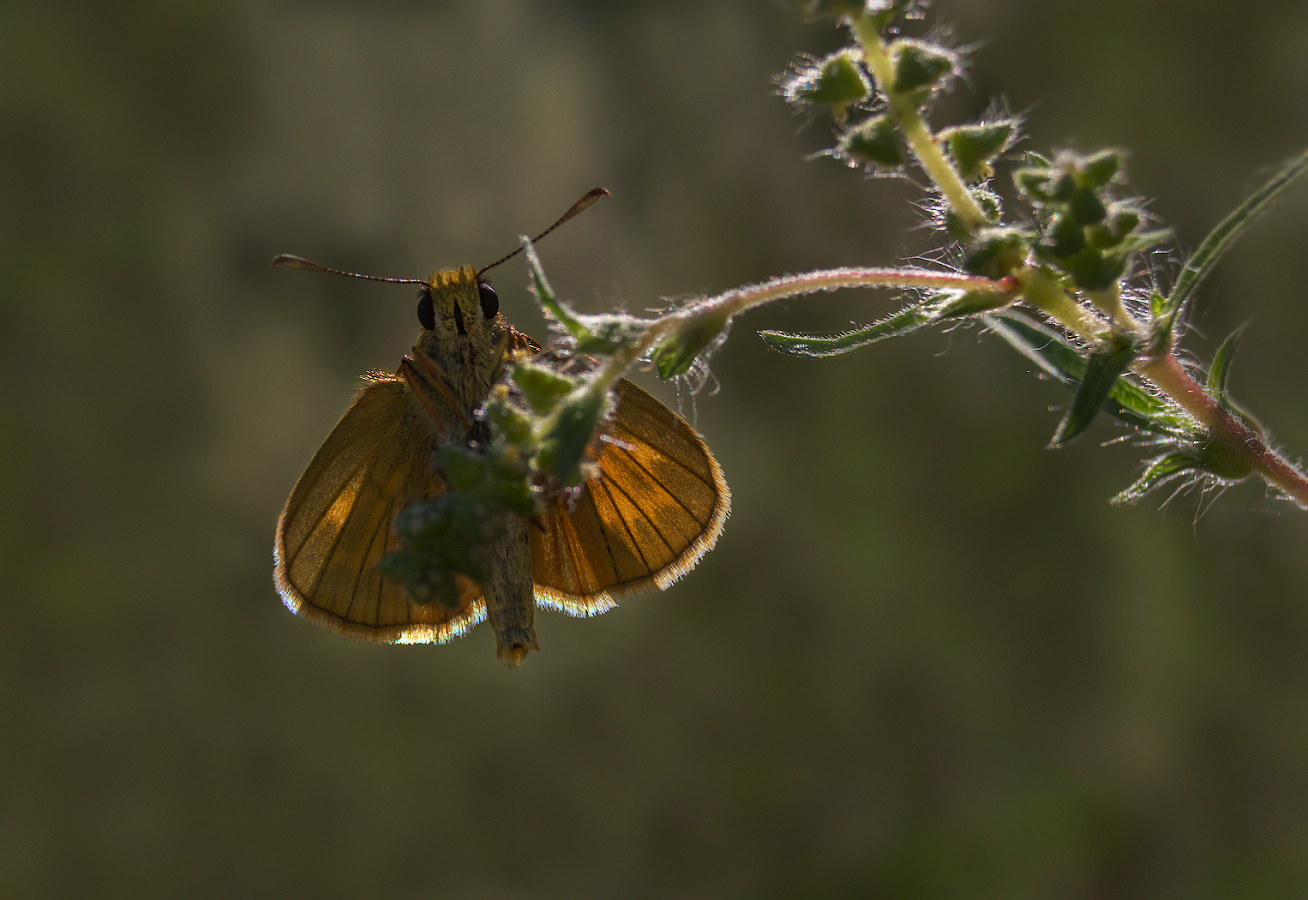 photo "***" tags: macro and close-up, nature, Hesperiidae, butterfly, толстоголовка