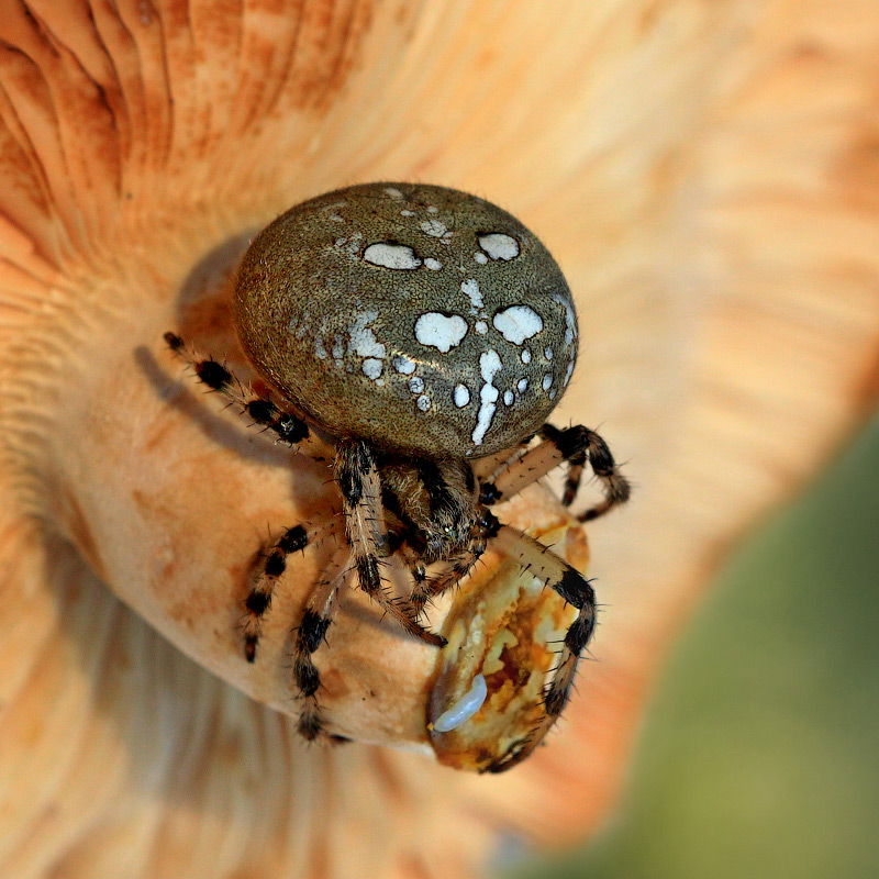 photo "My worm!" tags: macro and close-up, spider, макро, червяк