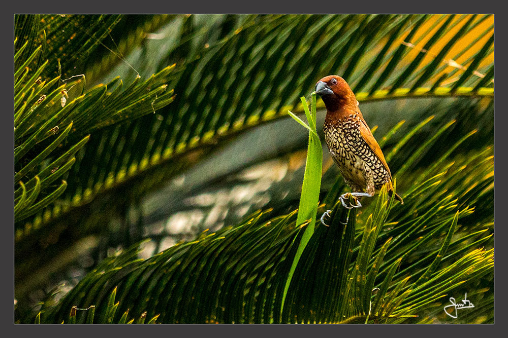 photo "Spotted Munia" tags: nature, bird, munia