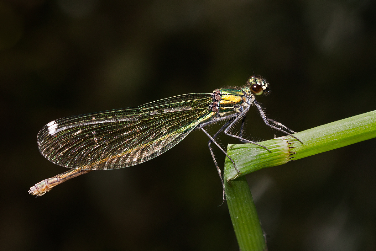 photo "***" tags: macro and close-up, 