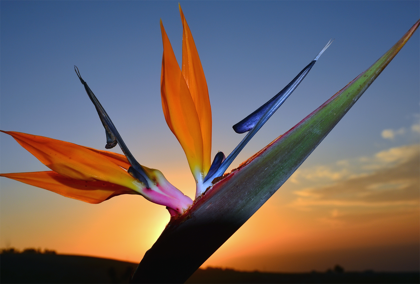 фото "Аленький цветок" метки: макро и крупный план, Расцвел на рассвете.