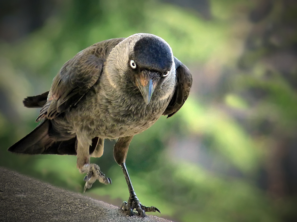 photo "***" tags: macro and close-up, wild animals