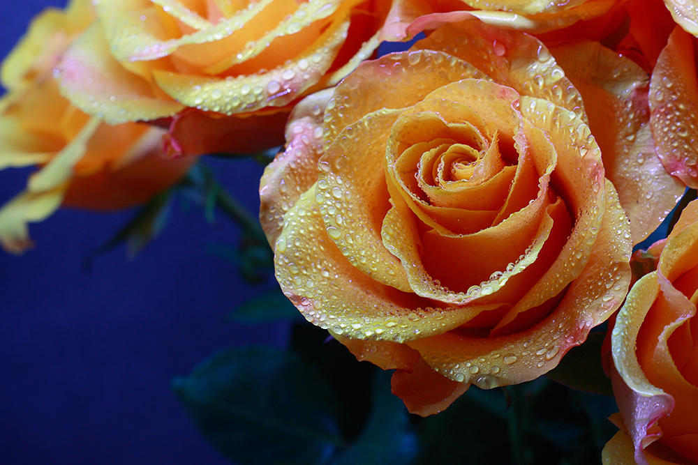 photo "***" tags: nature, macro and close-up, still life, 