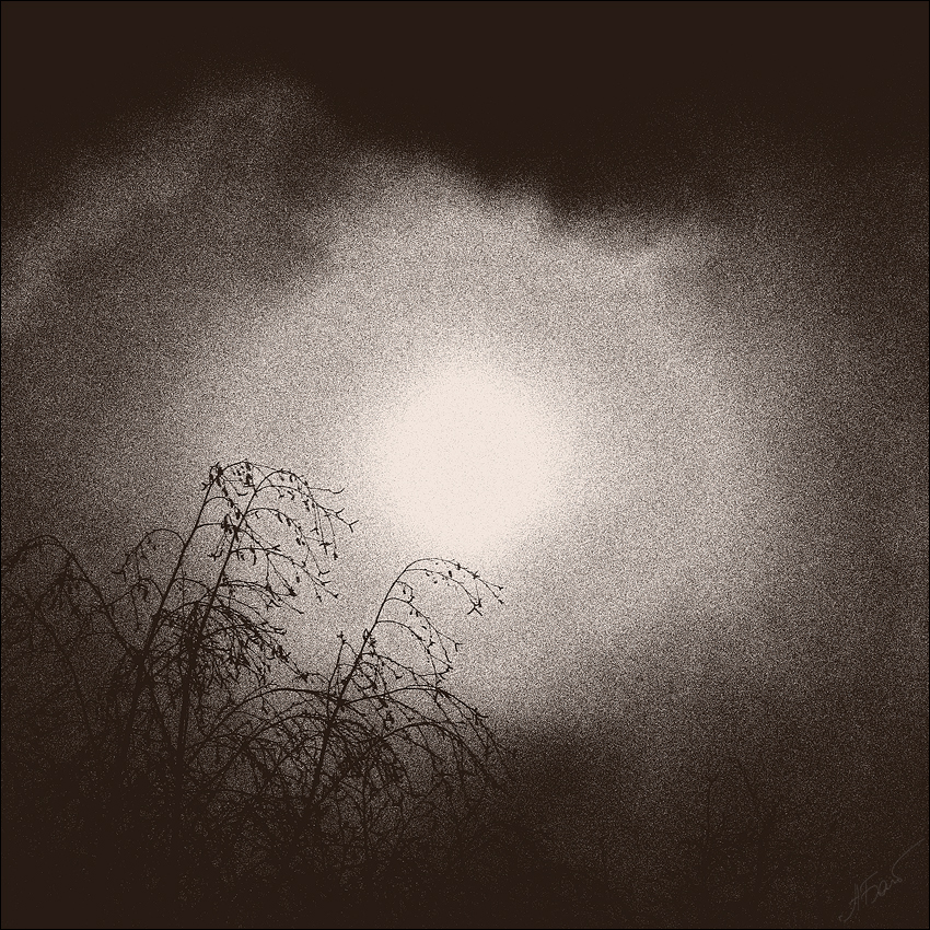 фото "***" метки: черно-белые, разное, абстракция, солнце черное белое трава зерн