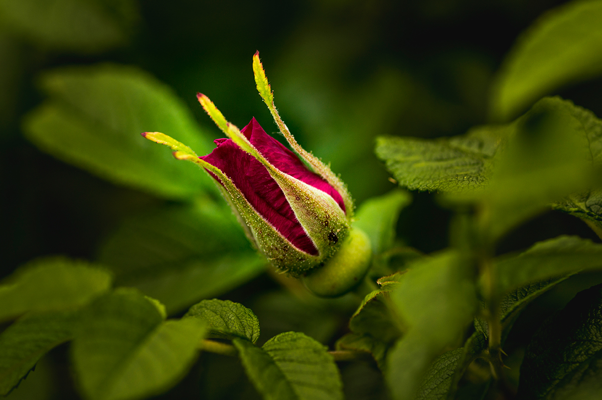 photo "***" tags: macro and close-up, Minolta 100/2, Russia, Sony-a580, curier, flowers, light, morning, sun, Нижний Тагил, макро, шиповник