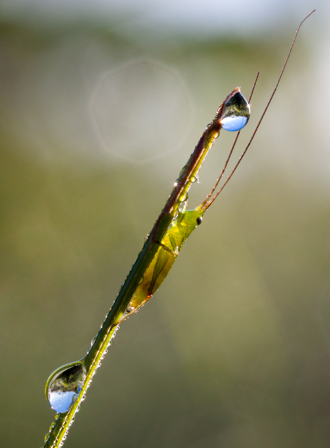 photo "***" tags: macro and close-up, 