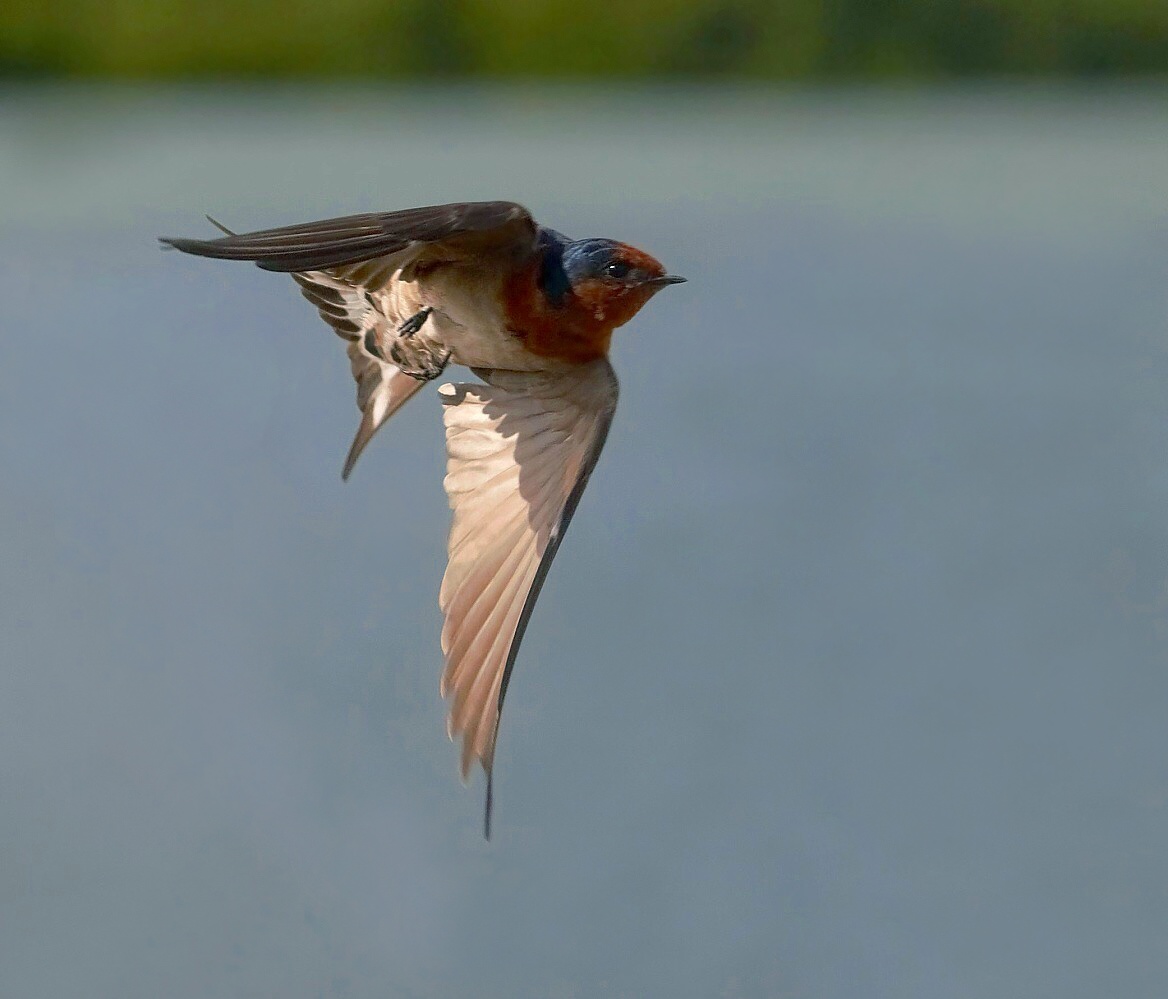 фото "Swallow" метки: природа, 