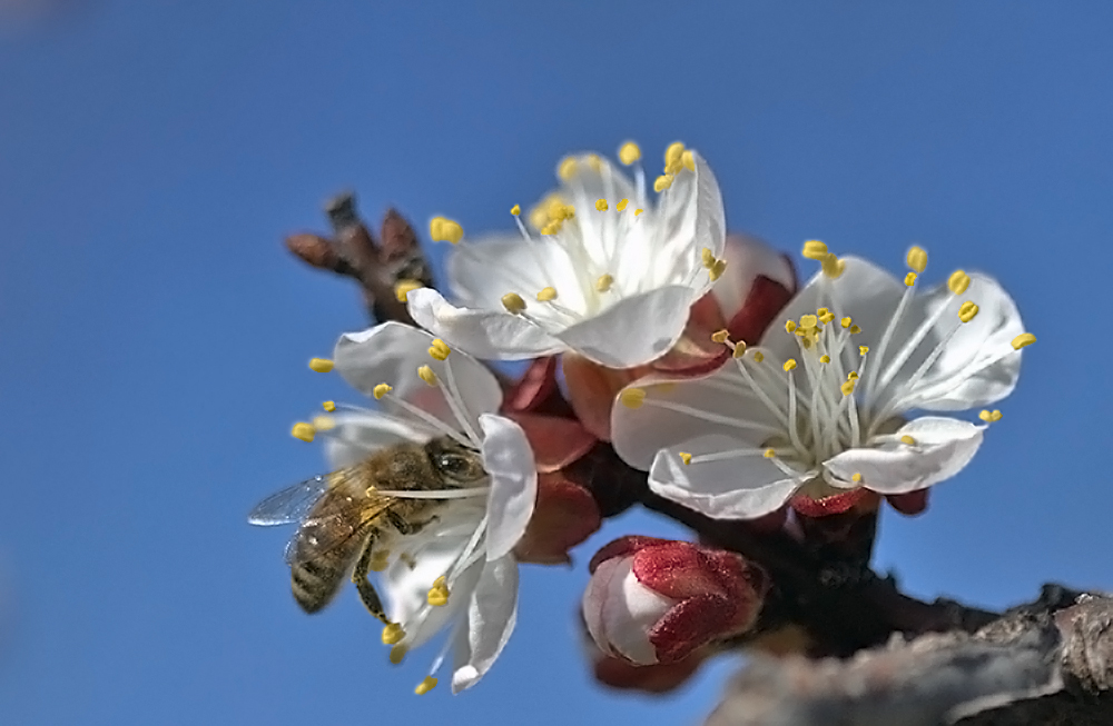 photo "***" tags: macro and close-up, абрикос, пчела