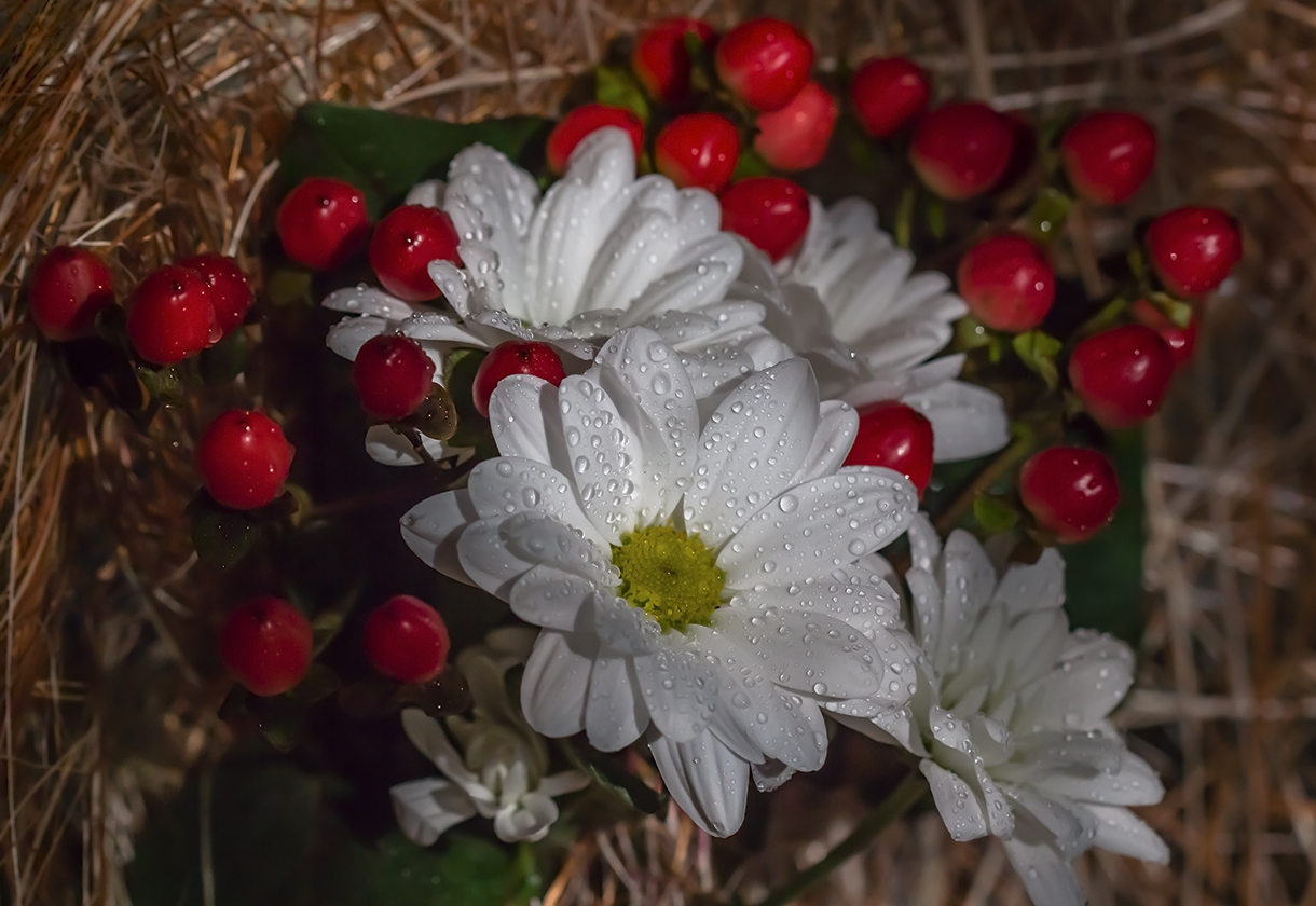 photo "***" tags: macro and close-up, flowers, капли