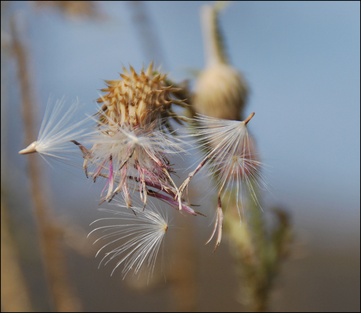 photo "***" tags: macro and close-up, 