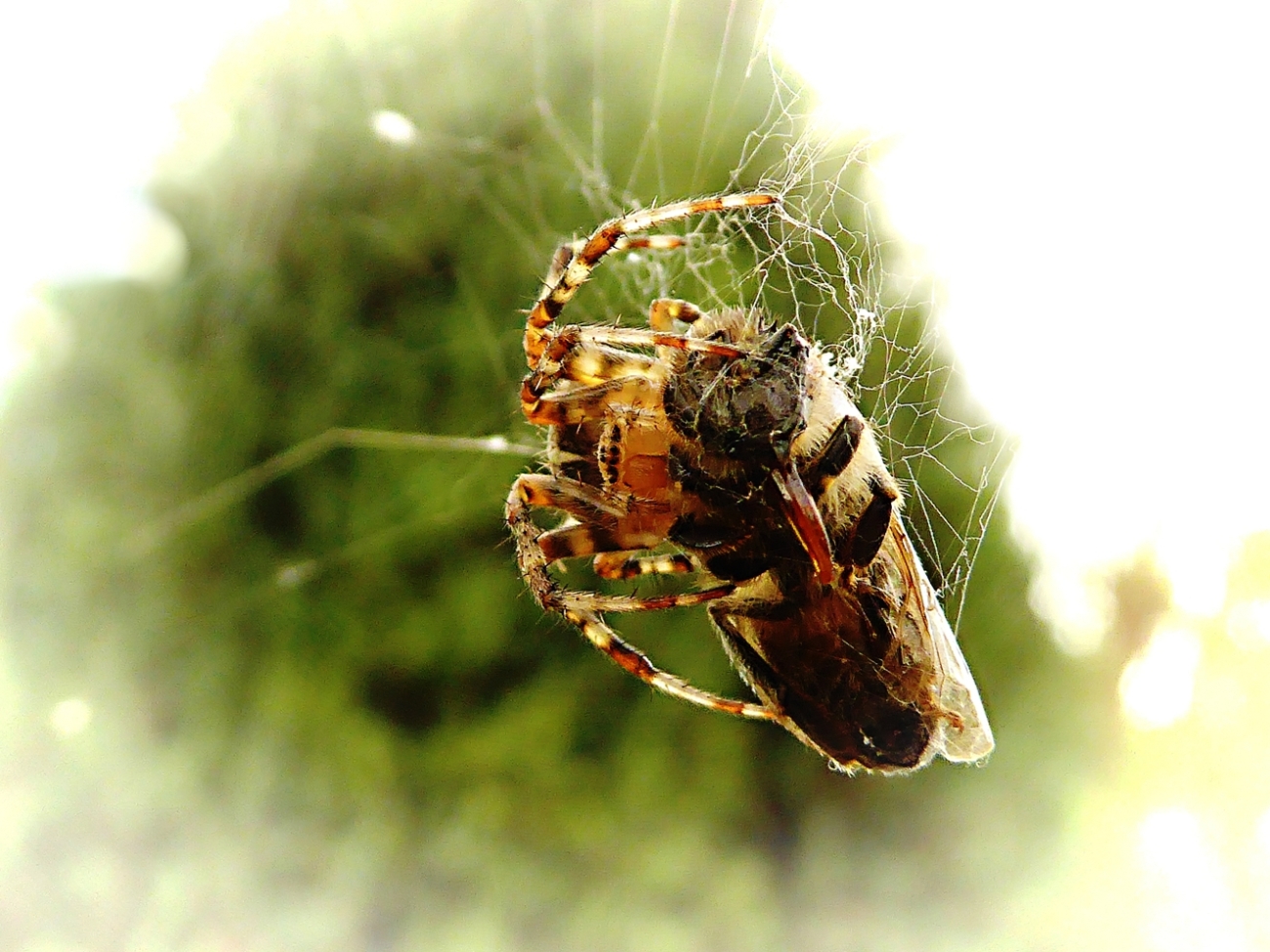 photo "***" tags: digital art, nature, macro and close-up, 