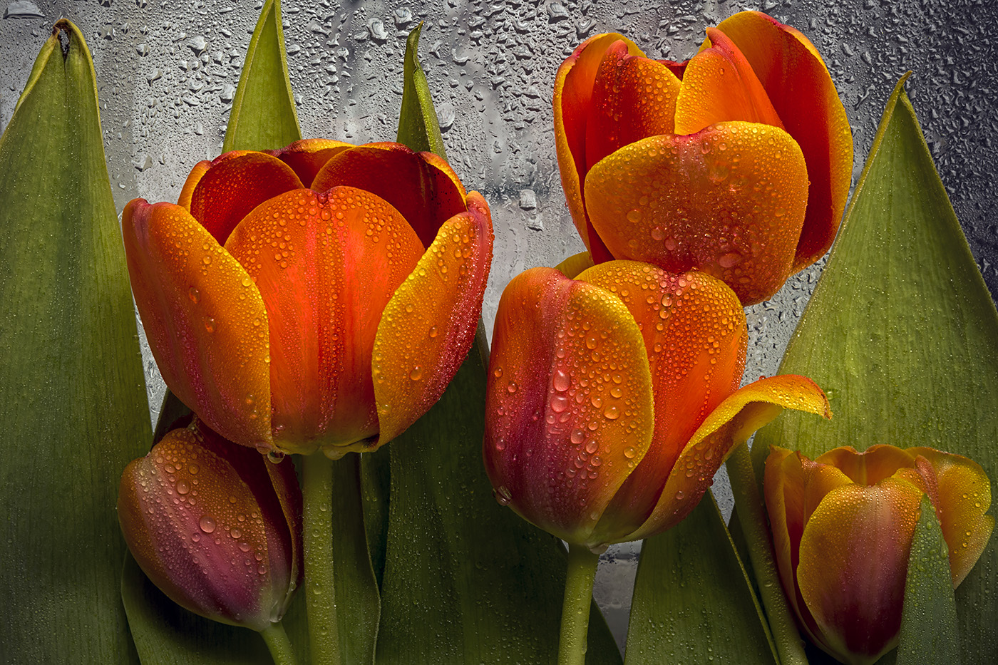 фото "Дождливый март" метки: макро и крупный план, весна, дождь, капли воды, тюльпаны, цветы